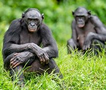 Image result for Bonobo Vs. Human