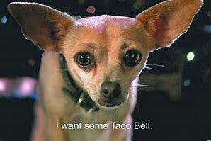 Image result for Small Dog Breed Taco Bell