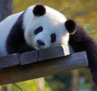 Image result for Oso Panda Animal