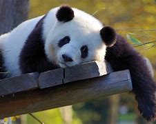 Image result for Giant Panda Fun Facts