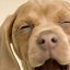 Image result for Cute Dog Wallpapers iPhone