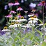 Echinacea purpurea Baby Swan White に対する画像結果