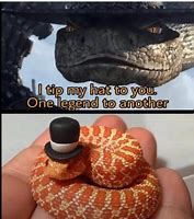 Image result for Snek Memes Clean