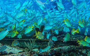 Image result for Underwater Swimming Fishes