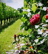 Image result for Roses On Vines