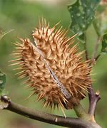 Image result for Three Leaf Plant with Thorns