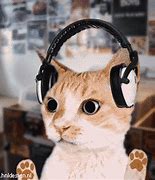 Image result for Headphone Cat Meme