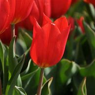 Tulipa Duc van Tol Cocchineal-साठीचा प्रतिमा निकाल