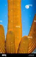 Image result for Saguaro Cactus