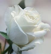 Image result for Real White Roses