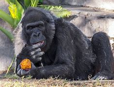 Image result for Pic of Old Gorilla