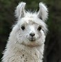 Image result for lama