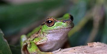 Image result for Endangered Tree Frogs
