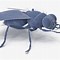 Image result for House Fly Legs