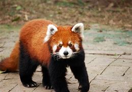 Image result for Red Panda China