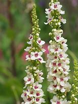 Image result for Verbascum chaixii Album