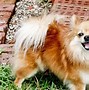 Image result for Pomeranian Dog Cute Animals