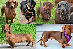 Image result for Dachshund Colors