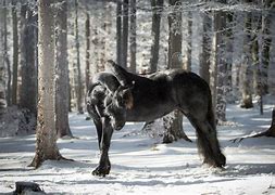 Image result for Black Horse Snow