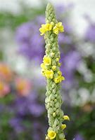 Image result for Spiky Plant with Yellow Flowers