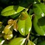 Image result for Syzygium Australe