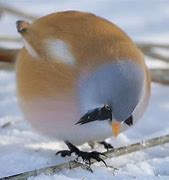 Image result for Sitting Chonky Birbs