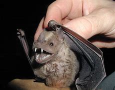 Image result for Long-Handled Foam Bat