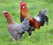 Image result for Coq Leghorn