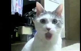 Image result for Cat G Chock