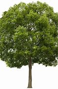 Image result for Tree Transparent Background