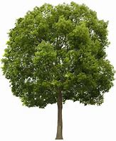 Image result for Summer Trees Wallpaper