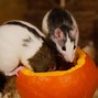 Image result for White Mouse Pet