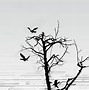 Image result for Black and White Bird One for Sorrow