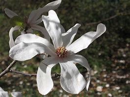 Image result for Magnolia loebneri Merrill