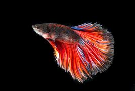 Image result for iPhone 6s Fish Wallpaper