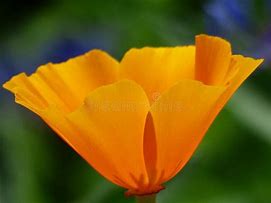 Image result for Wildflower Yellow Smile Case