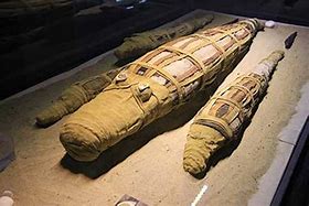 Image result for Mummified Alligator