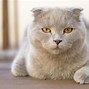 Image result for The Best Cat but Also Affordable