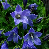 Image result for Campanula chamissonis Superba