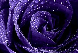 Image result for Purple Rose Wallpaper