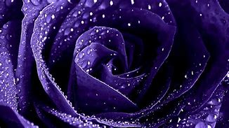 Image result for Purple Rose 4K