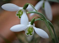 Image result for Galanthus Wayside