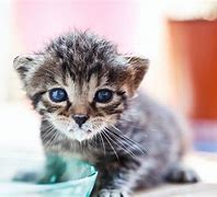 Image result for Kitten Babies