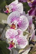 Image result for exotic orchids