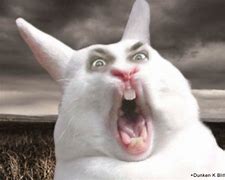 Image result for Rabbit Garden Gnome Meme