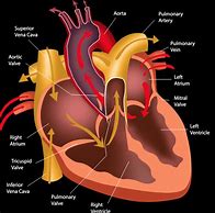 Image result for Real Human Body Heart