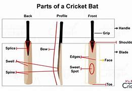 Image result for Cricket Bat Parts Vector