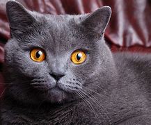 Image result for Gray Cat Face