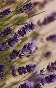 Image result for Lavender Pinterest
