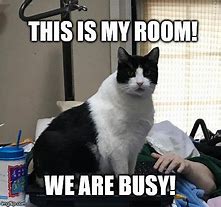 Image result for busy cats memes